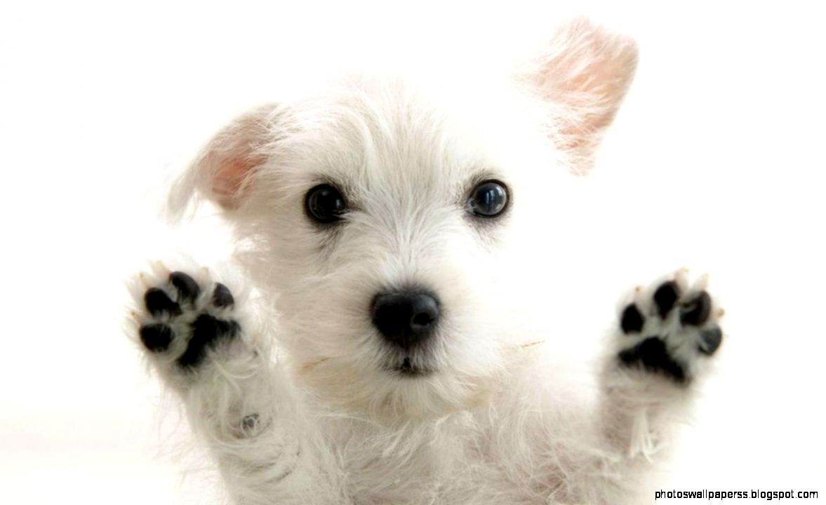 Puppy Wallpaper Backgrounds