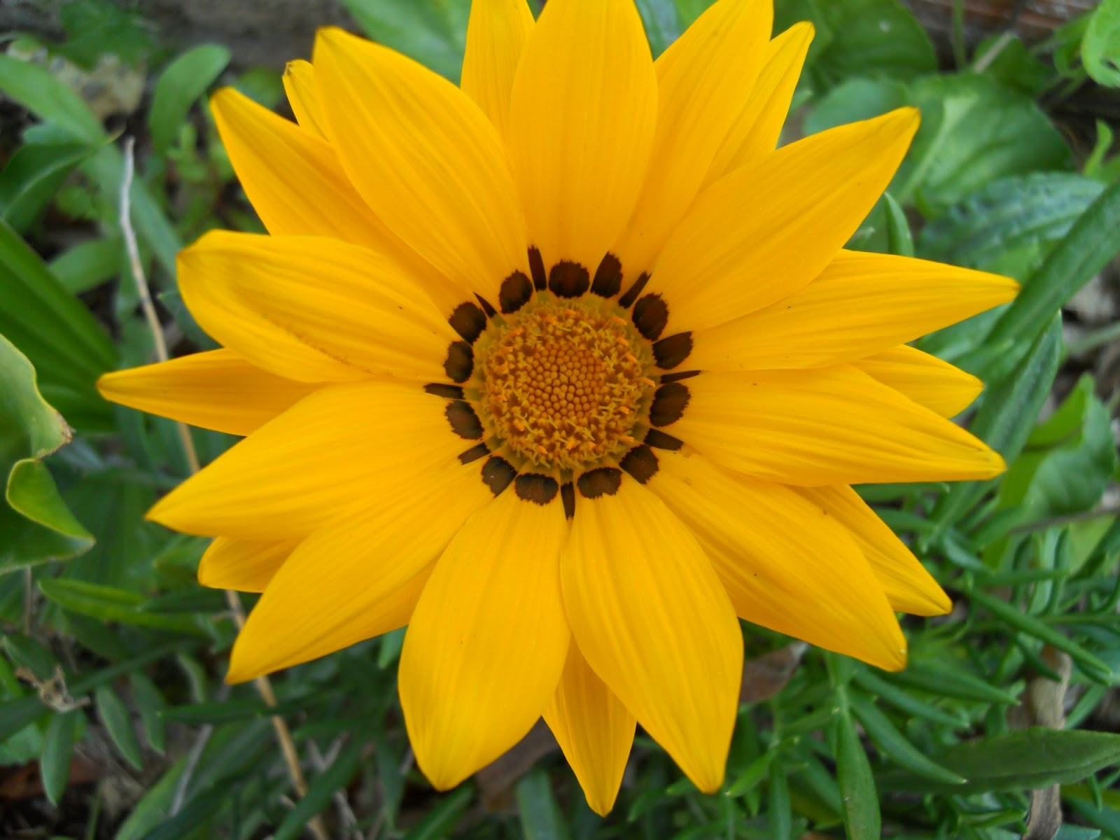 MIL FLORES DE COLORES: MARGARITA AMARILLA