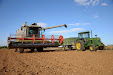 Claas Lexion 540. Harvesting thistles