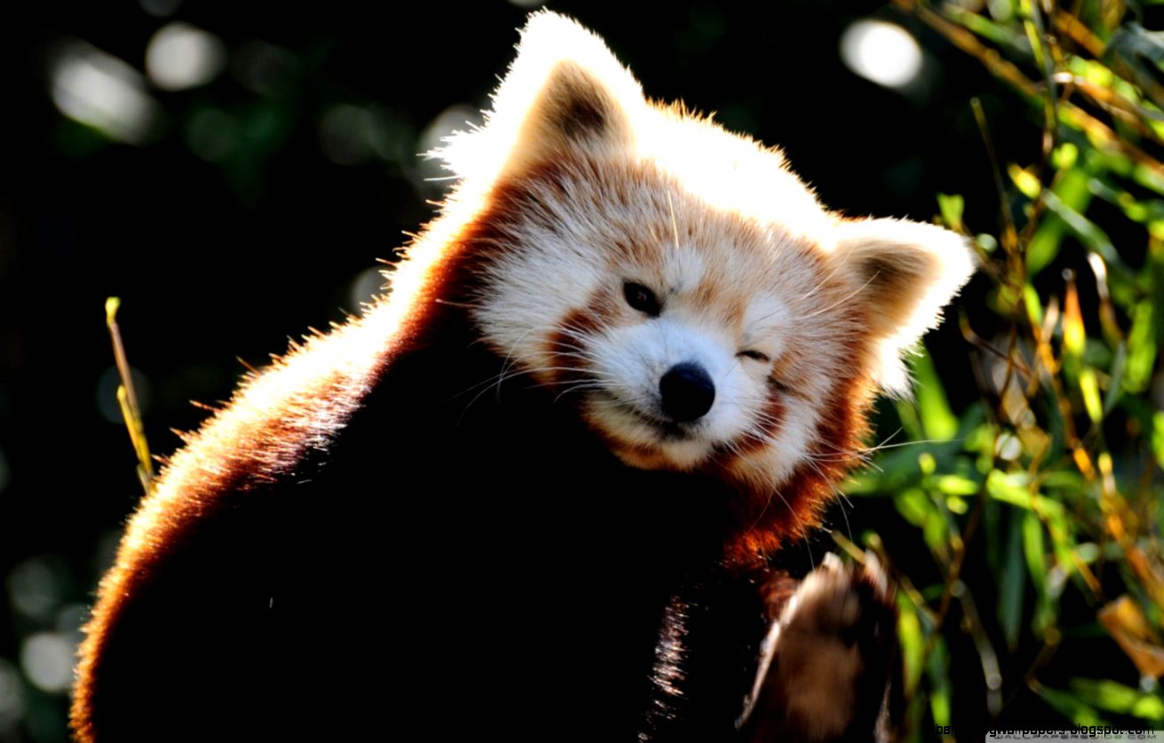 Cute Red Panda HD desktop wallpaper  High Definition  Fullscreen Cute Red Panda HD desktop wallpaper  High Definition  Fullscreen