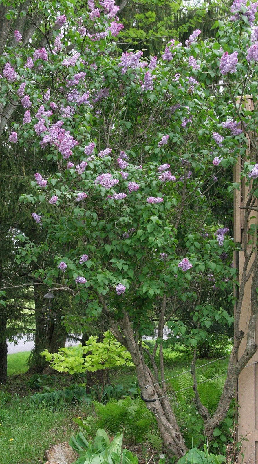 Gurney Journey Painting The Common Lilac