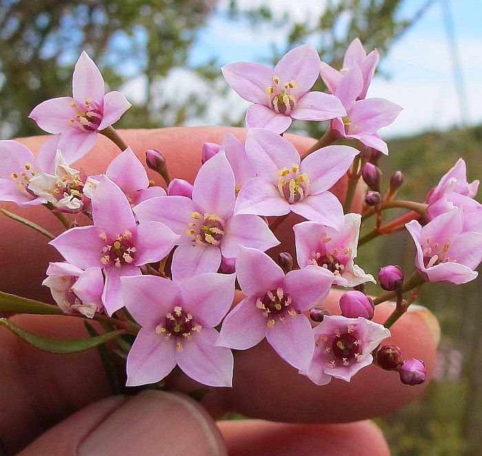 Esperance Wildflowers Boronia denticulata