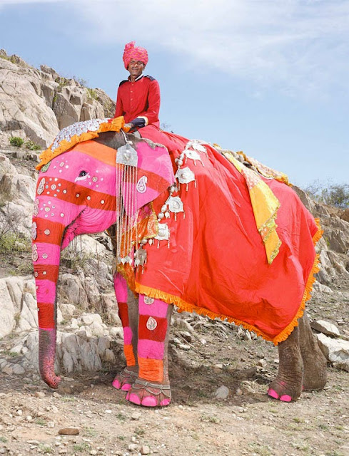 Festival del Elefante en Jaipur Paquidermo