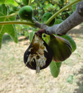 BREVAS EN EL ÁRBOL PICADAS POR UN PÁJARO