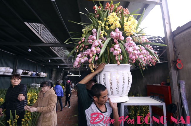 [Image: Hoa-lan-nhap-ngoai-gia-tram-trieu-van-dat-khach-13.jpg]