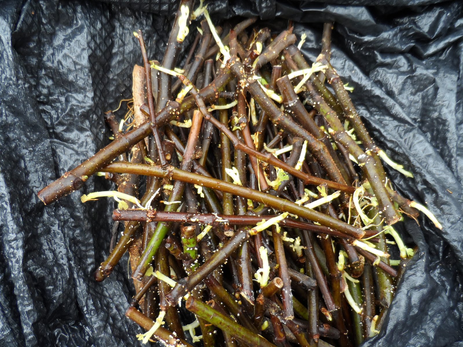 Start with some fig cuttings...