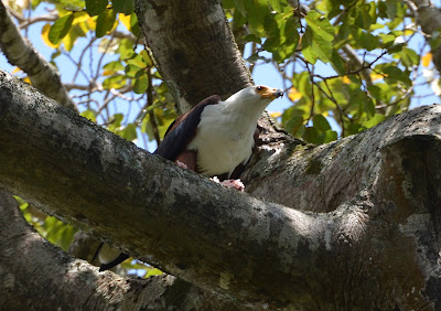 African Fish Eagle, Haliaeetus vocifer