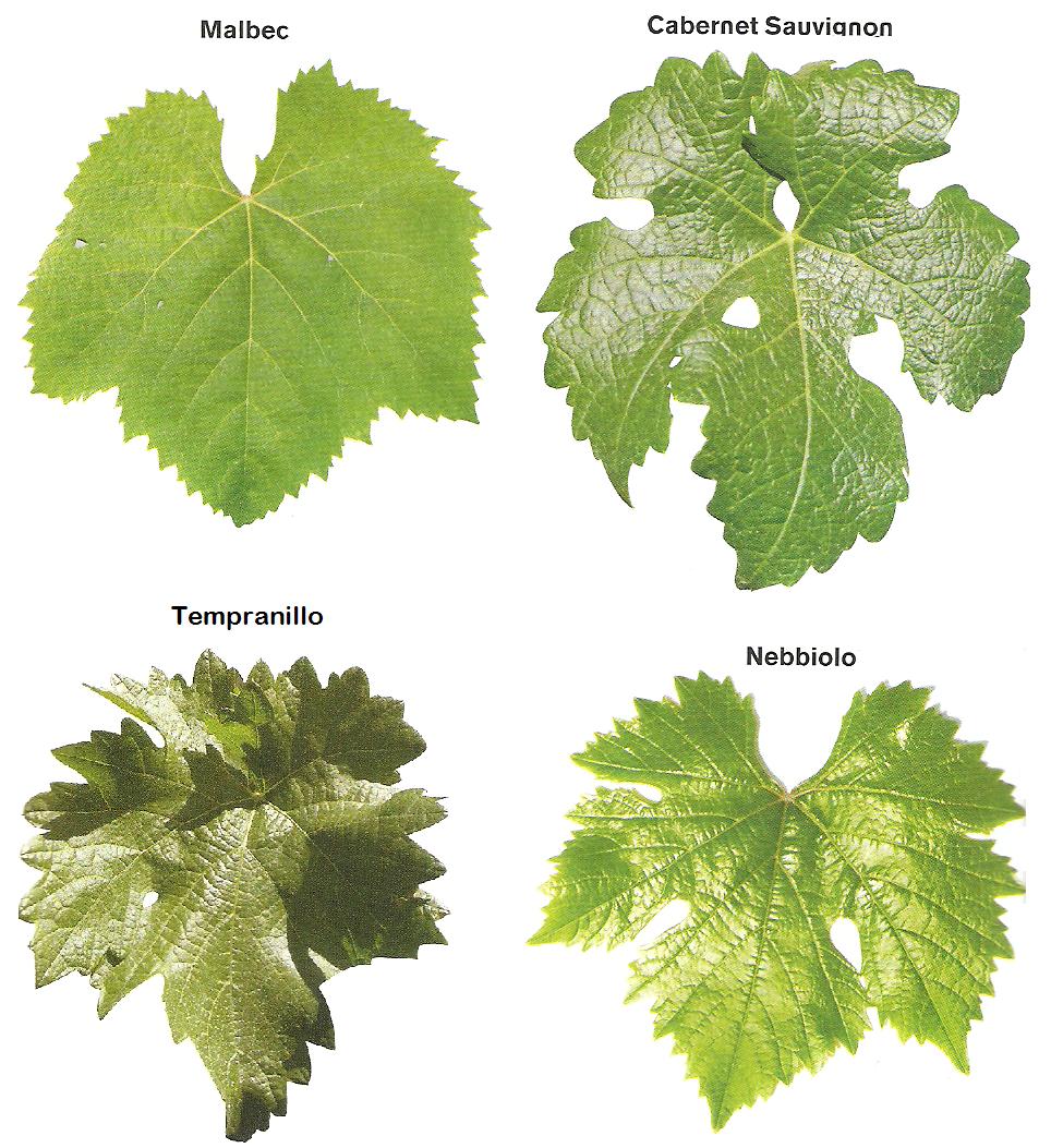 Hoja De Parra Dibujo Uva Dibujo Hojas De Parra vrogue.co