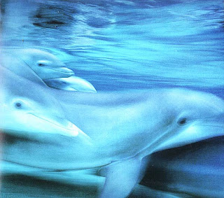 Быстрые дельфины
