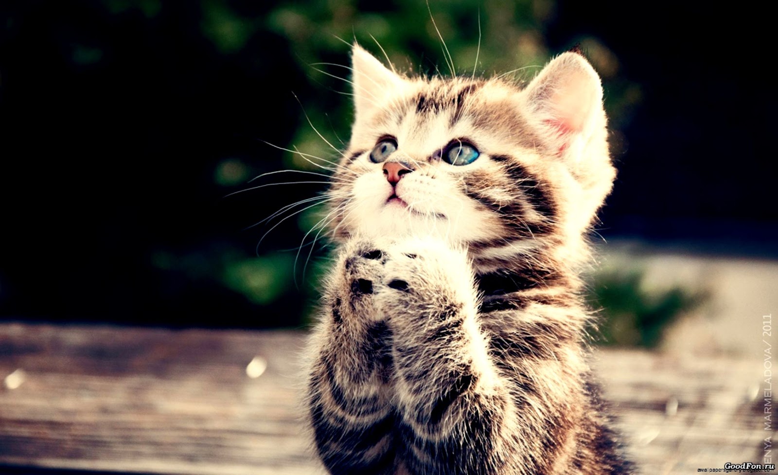 Cute Cat Praying Cute Cat Praying