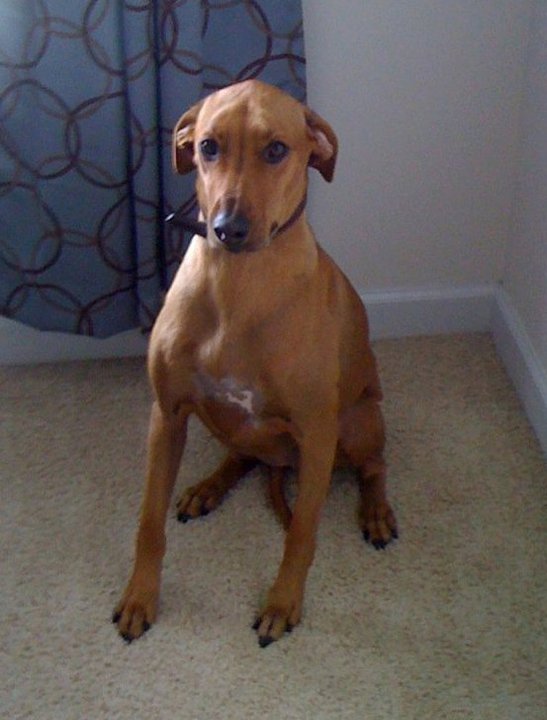 Rhodesian Ridgeback Black Lab Mix >>