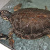 L’acquario di Cala Gonone accoglie una tartaruga marina