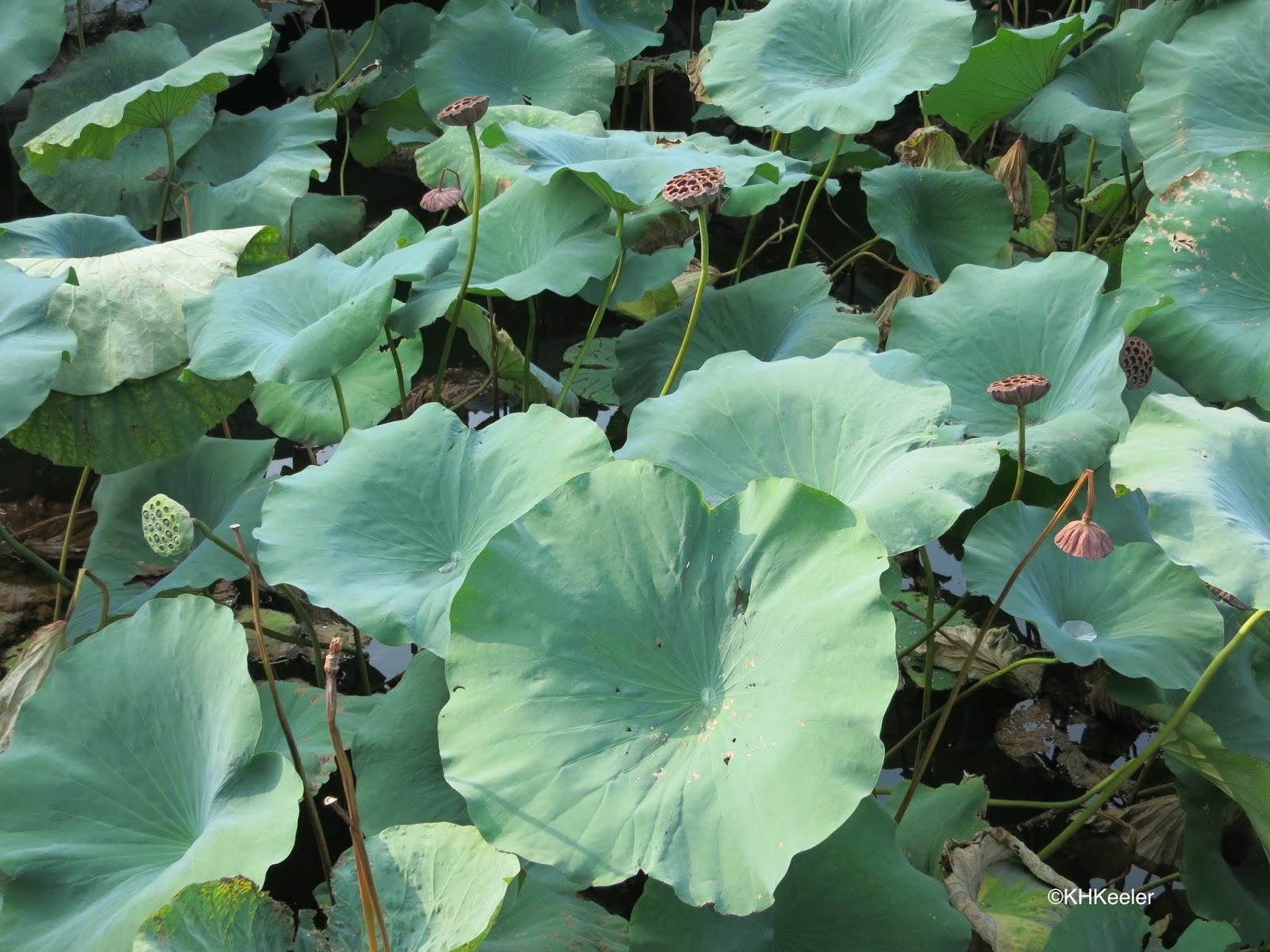 wandering willows plant lotus seed wandering willows plant lotus seed