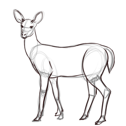  How To Draw A Deer Sketch for Kindergarten