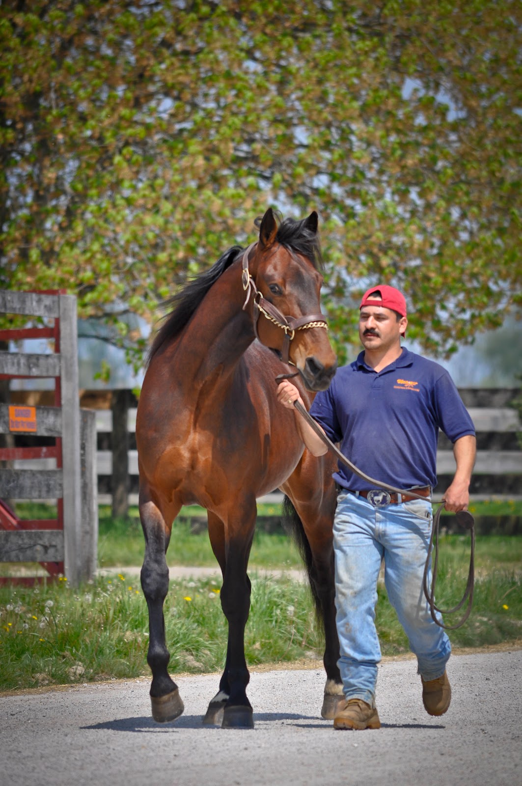. Sarafina Photography Standardbred Horses at Hanover Shoe Farms