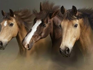 Wild Horses HD Wallpapers