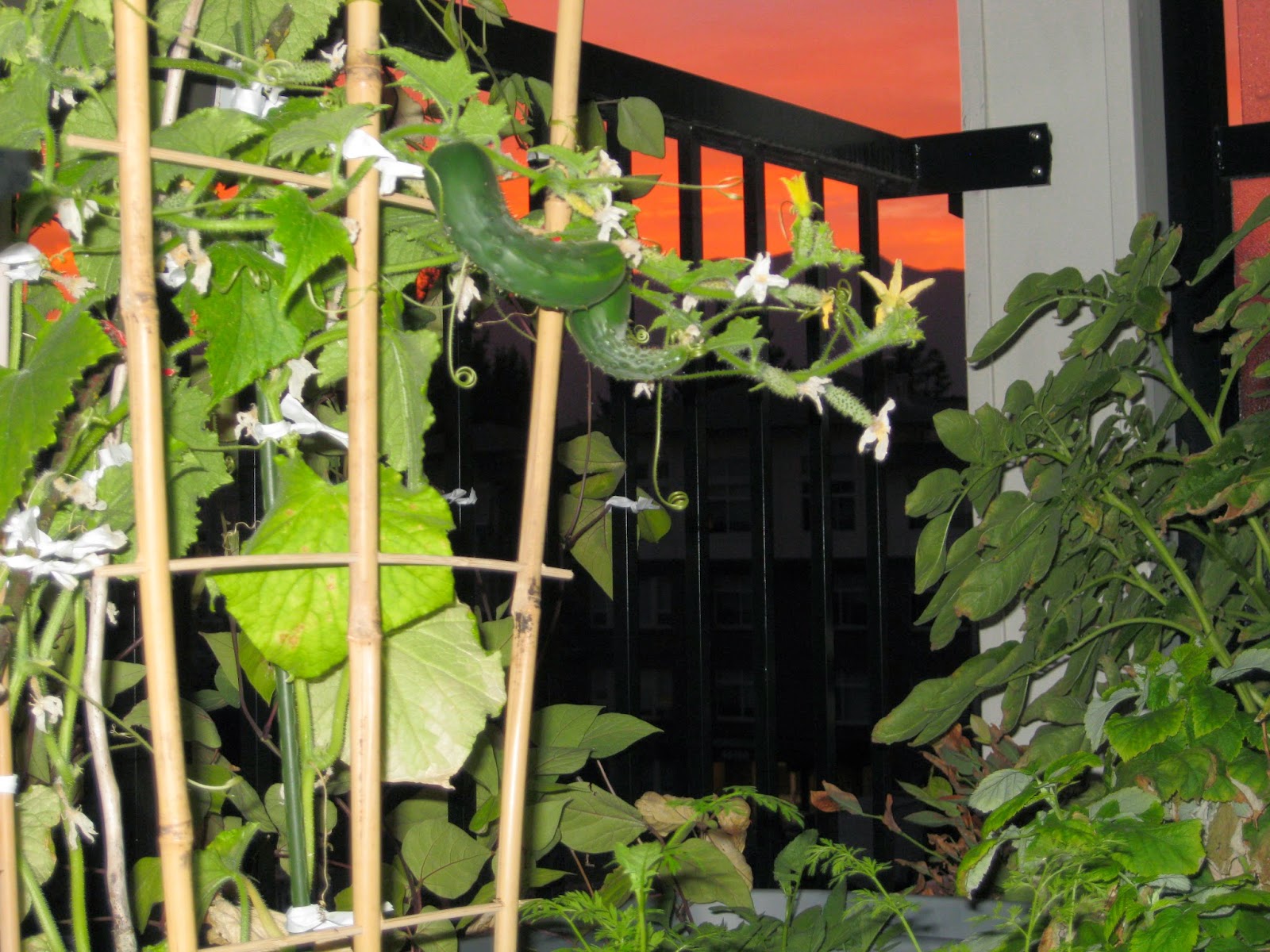 Balcony of Eden Tips for Growing Cucumbers