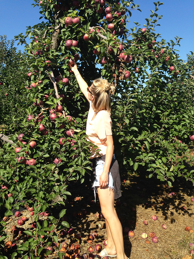 Apple Picking, orchard, fall activity Apple Picking, orchard, fall activity