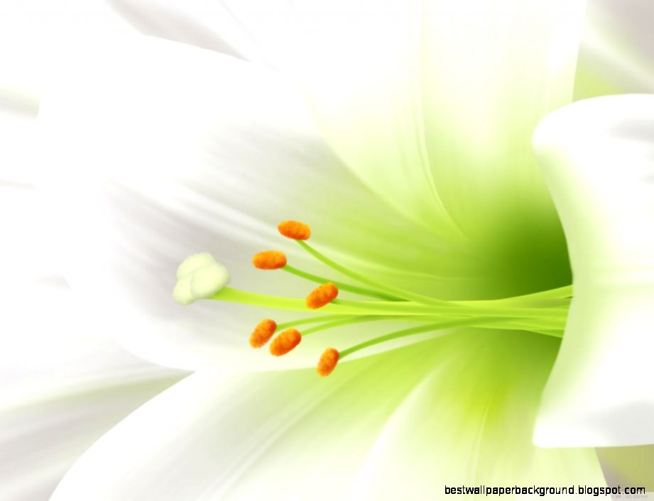 Lilys Site White Lily Guards Our Beauty Lilys Site White Lily Guards Our Beauty