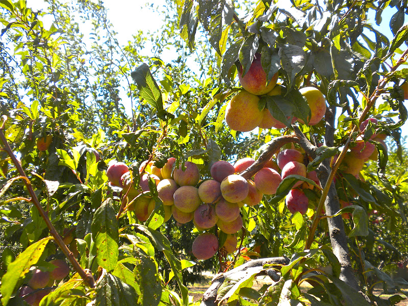 the girl & the fig farm project Orchard Gems
