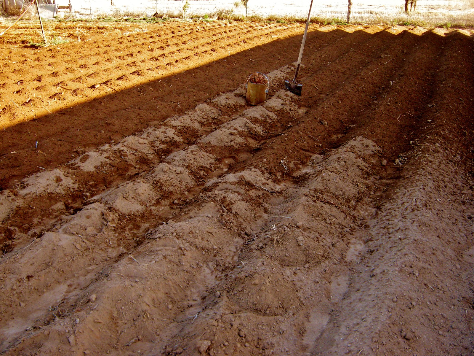 Cricket Song Farm Planting Potatoes