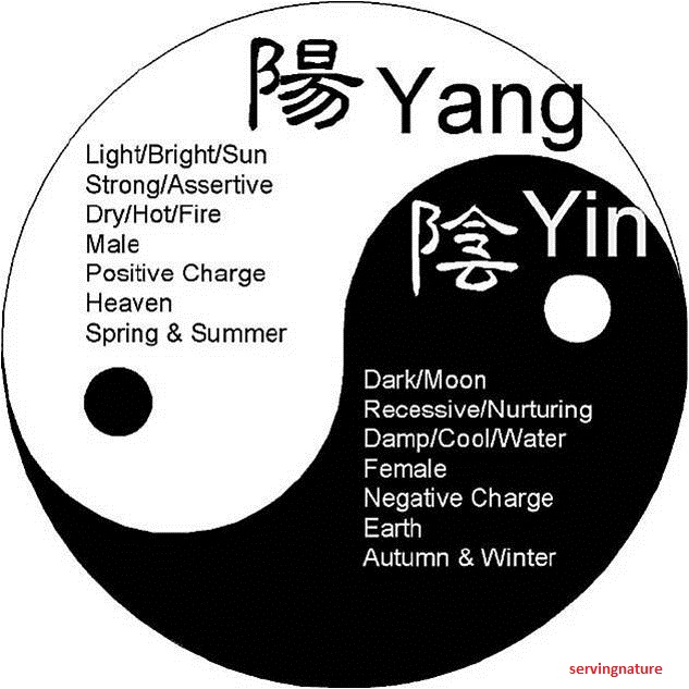 Ying ying story   caroline young