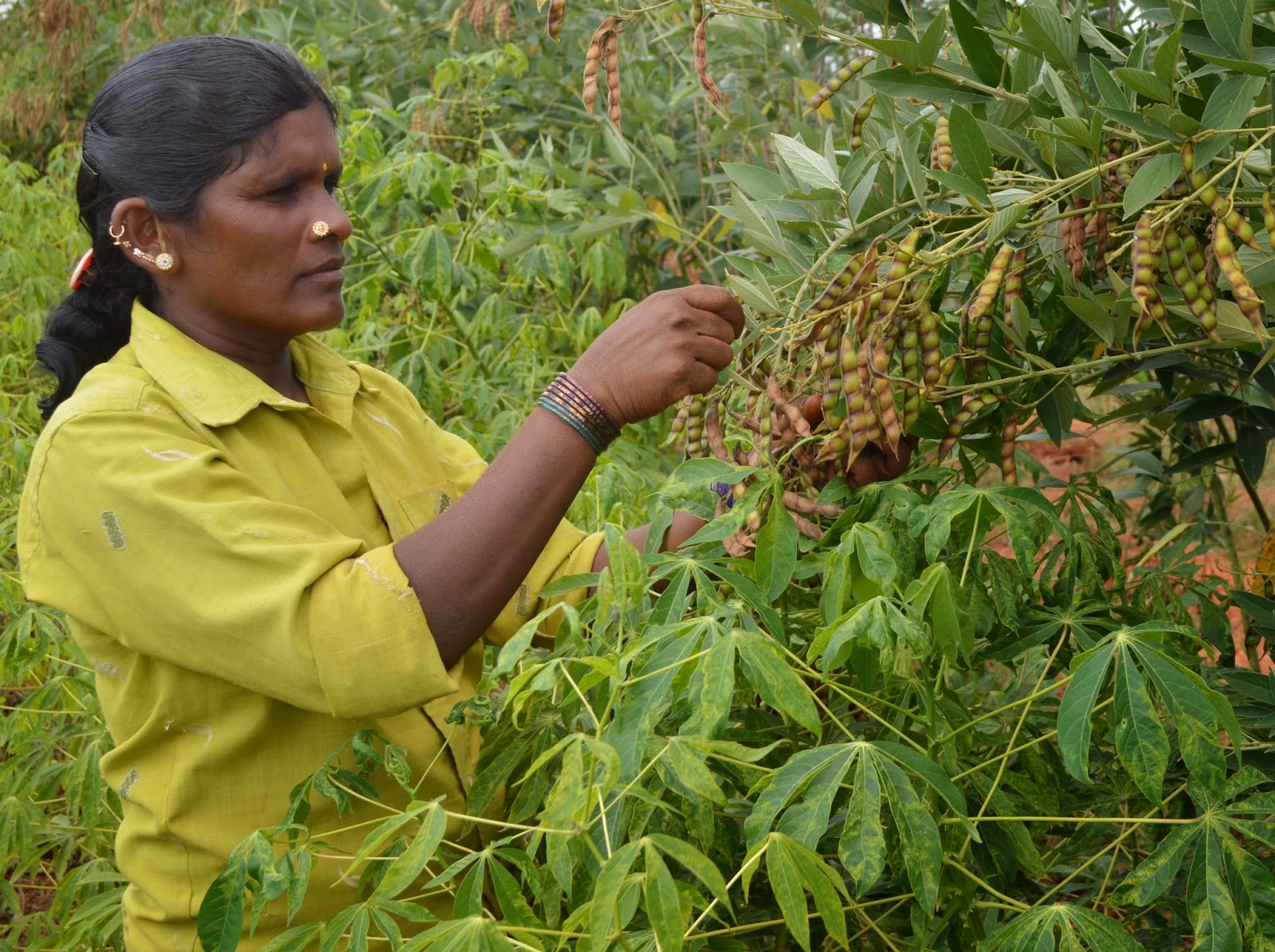 NGO News blog, NewsLine Red gram cultivation gets boosted in SEVAIOFI