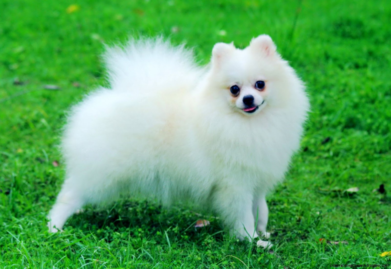 White Pomeranian Dogs White Pomeranian Dogs