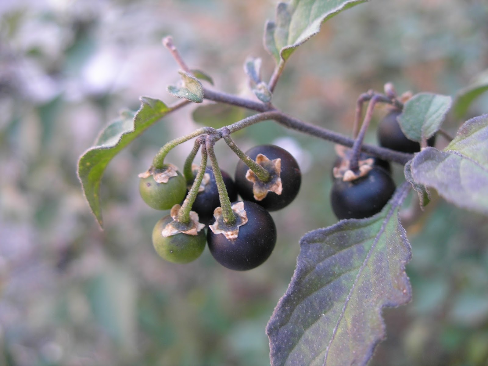FLORA CAMPO DE MONTIEL Y ALREDEDORES TOMATILLOS DEL DIABLO, HIERBA