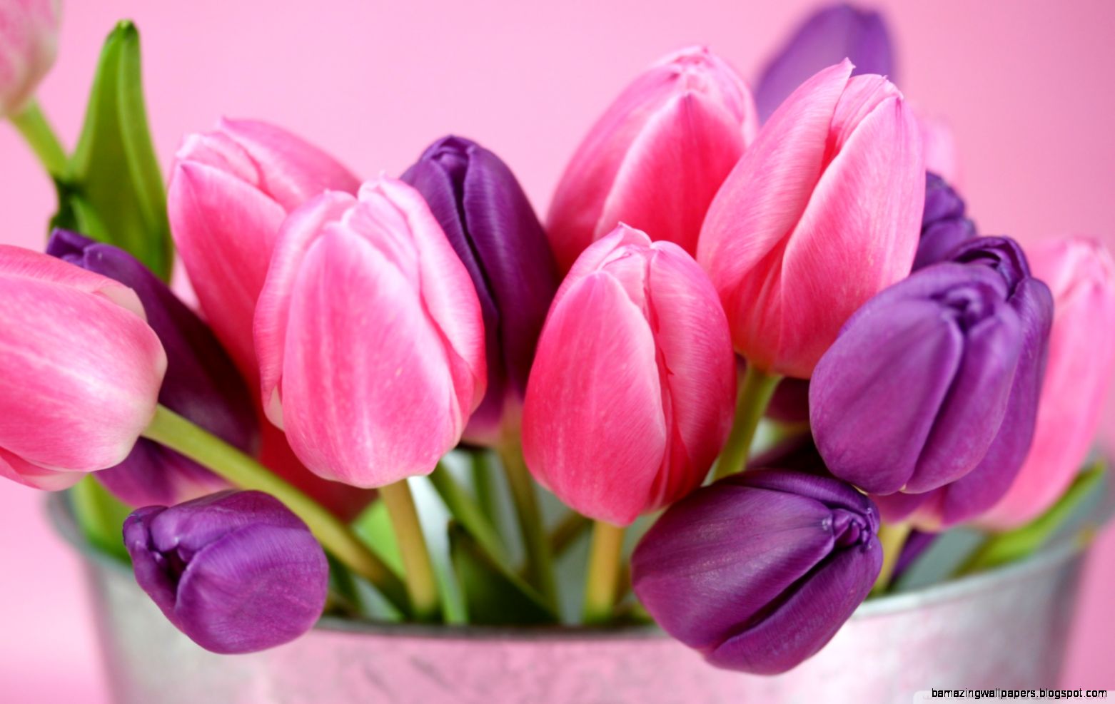 Pink And Purple Tulips HD desktop wallpaper High Definition Pink And Purple Tulips HD desktop wallpaper High Definition