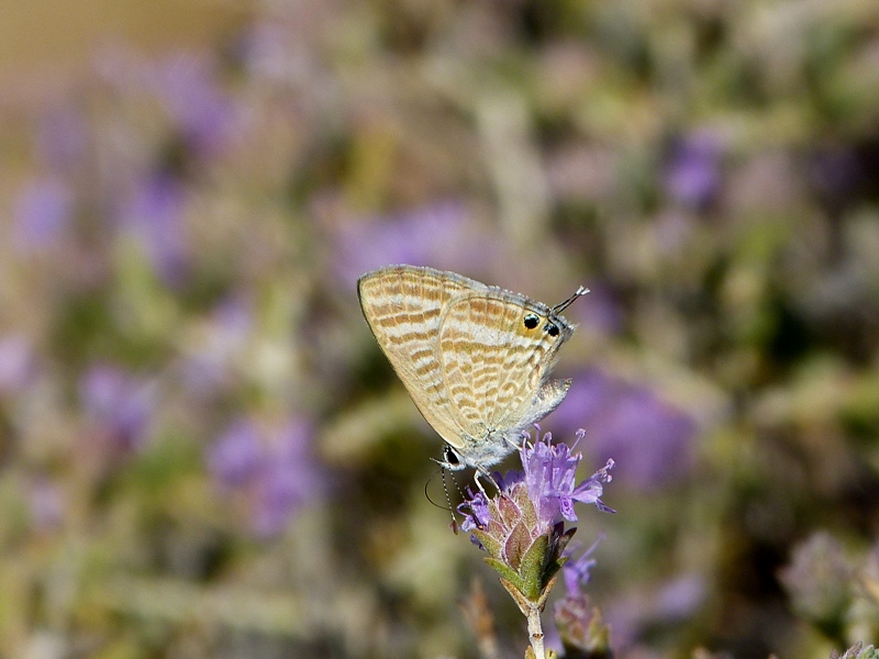 Butterfly Pictures Cyprus Butterflies July 2015