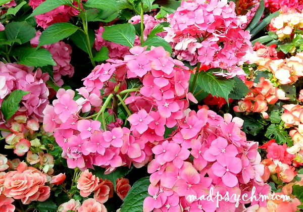 Photo For The Week 1 Hydrangea Brashley Photography