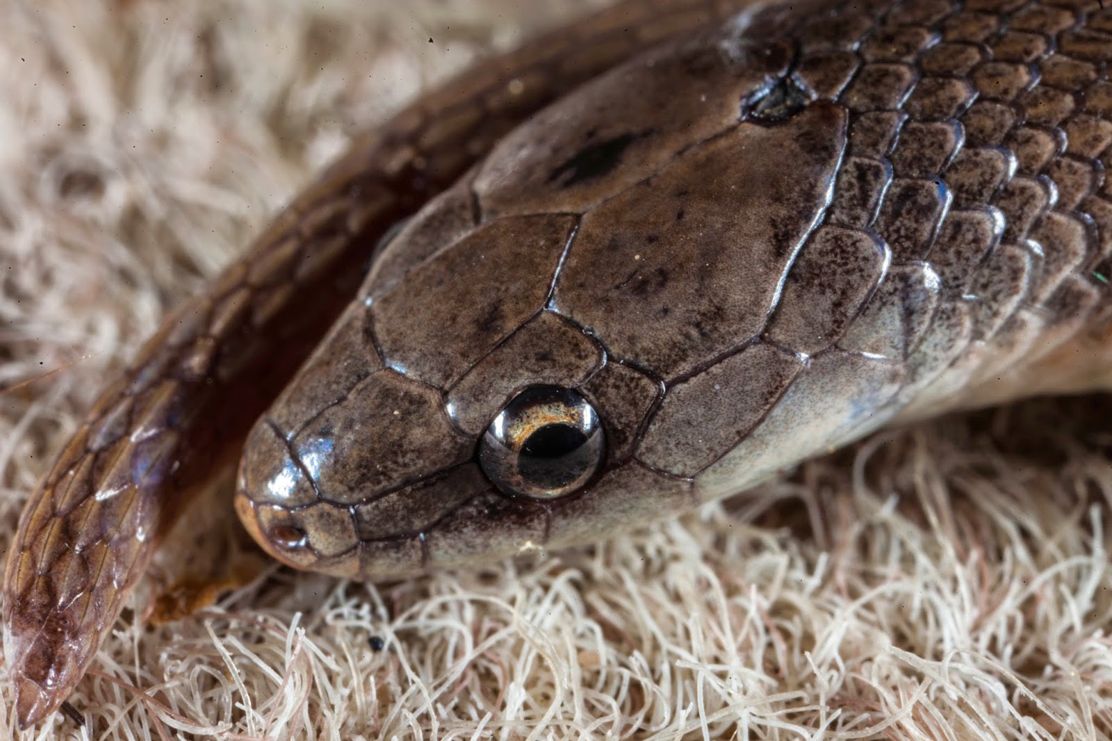 JaredDavidsonPhotography Smooth Earth Snake photographs