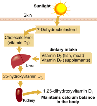 vitamin-D-metabolism.gif