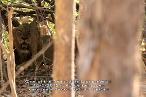 Majestic Male twins(Wed 1530 to 1830 hrs safari tour);