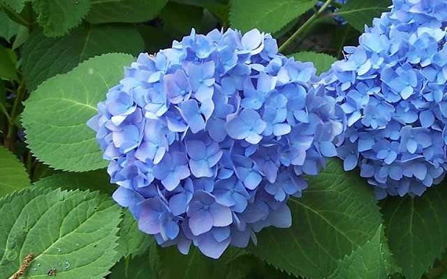 Long Island S Garden Girl Happy Hydrangeas Part 1 Pruning