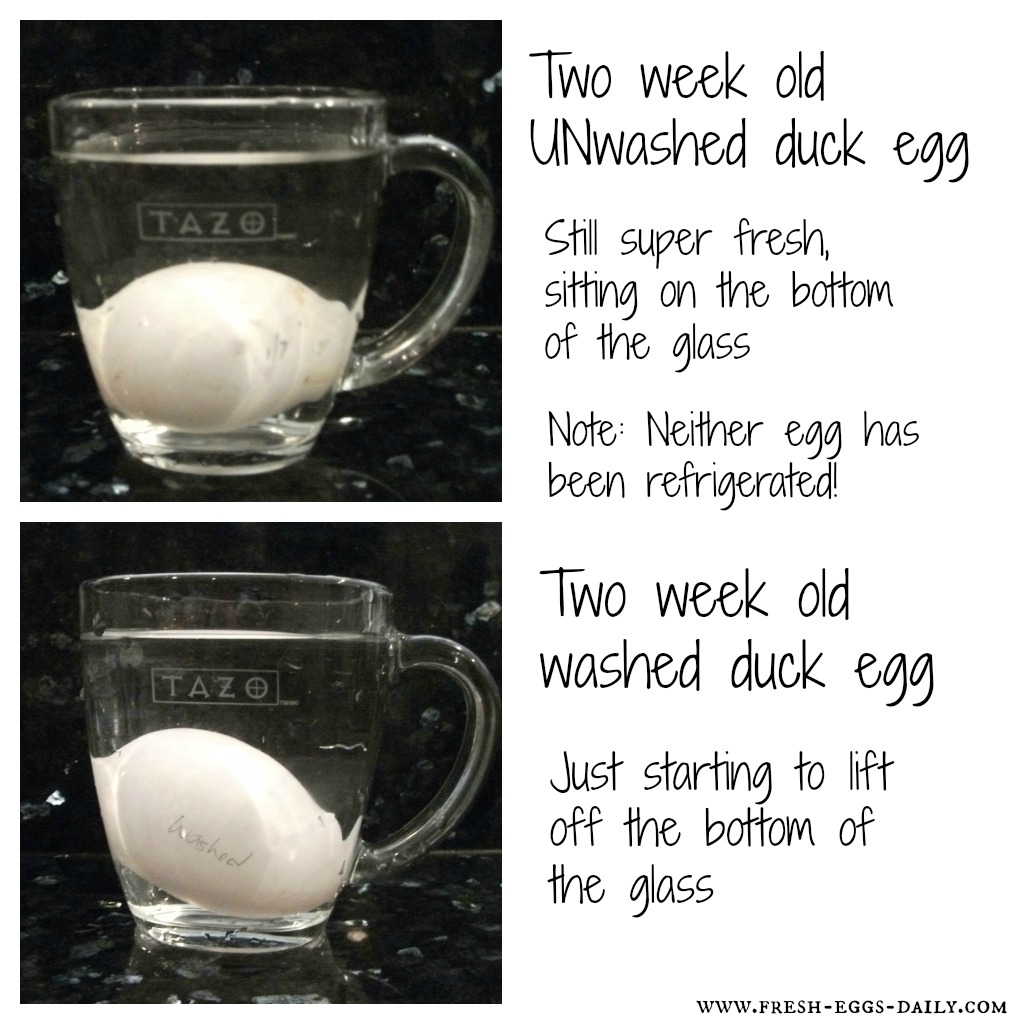 The Float Test How Old is That Egg? Easy Test for Freshness Fresh
