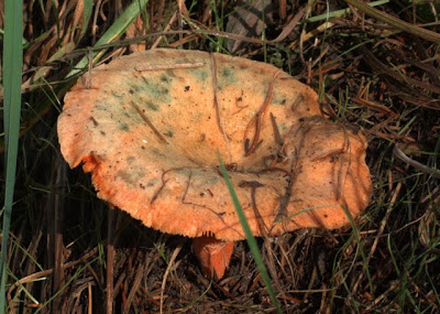 Melkzwam, Pleurotus deliciosus