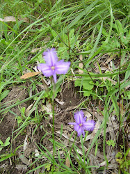 Thysanotus tuberosus (fringed violet)