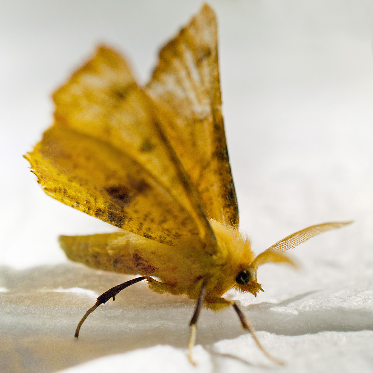 Wanderin' Weeta (With Waterfowl and Weeds) 08/01/2013 09/01/2013