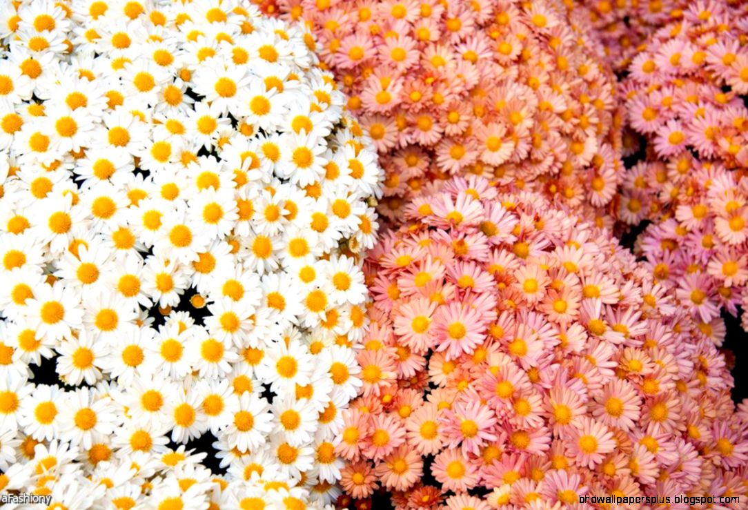 Tumblr Twitter Headers Flowers 2015 2016 Dresses 2015 2016 Tumblr Twitter Headers Flowers 2015 2016 Dresses 2015 2016