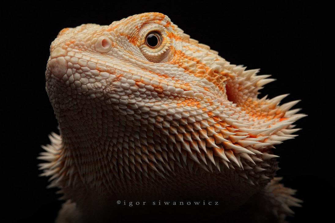 bearded-dragon-lifespan.jpg