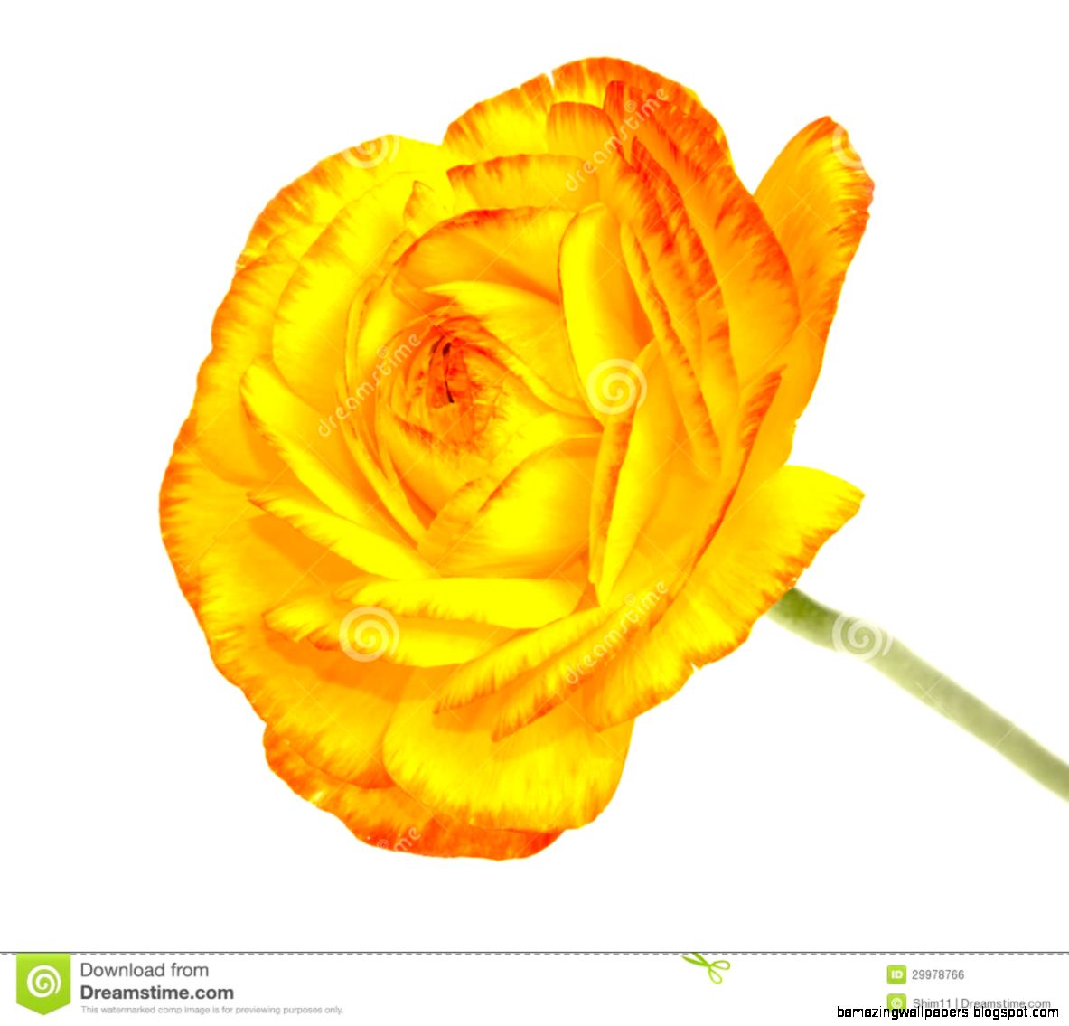 Single Flower White Background No Watermark Single Flower White Background No Watermark