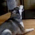 Cão muito esperto finge levar um tiro e dramatiza a cena, ótimo ator