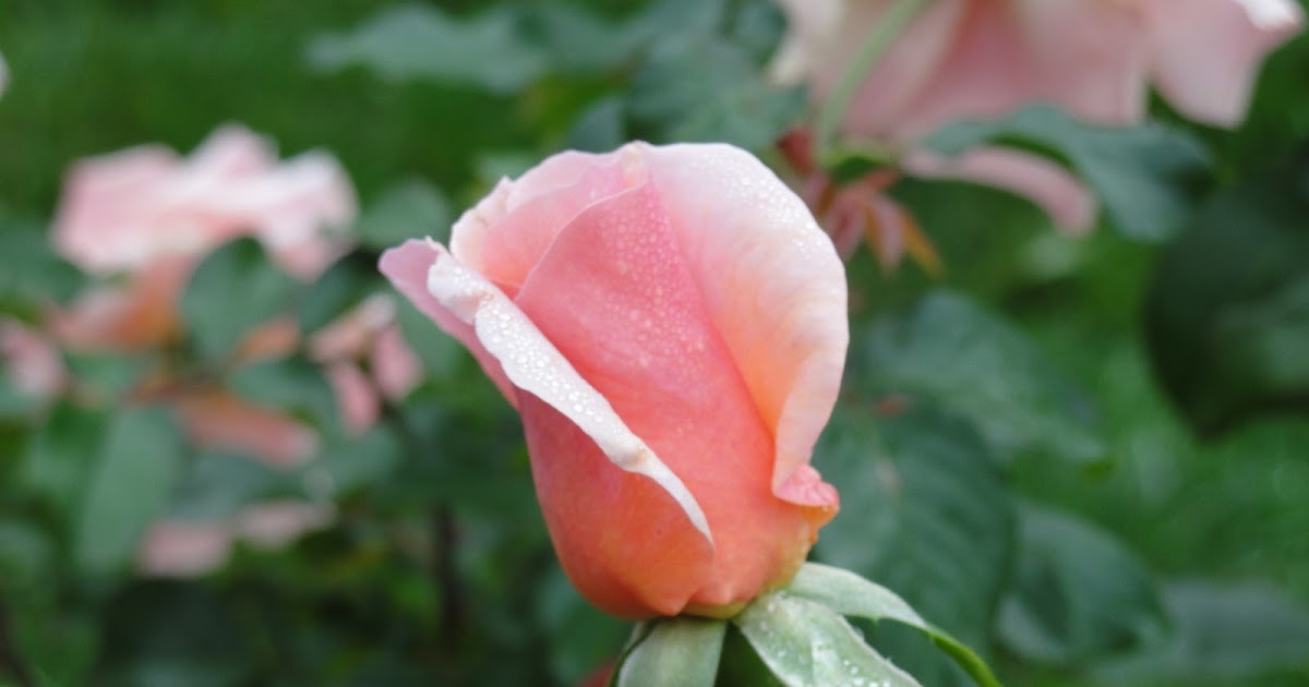 Lessons from the Garden Growing Roses Pleasant in Pennsylvania!
