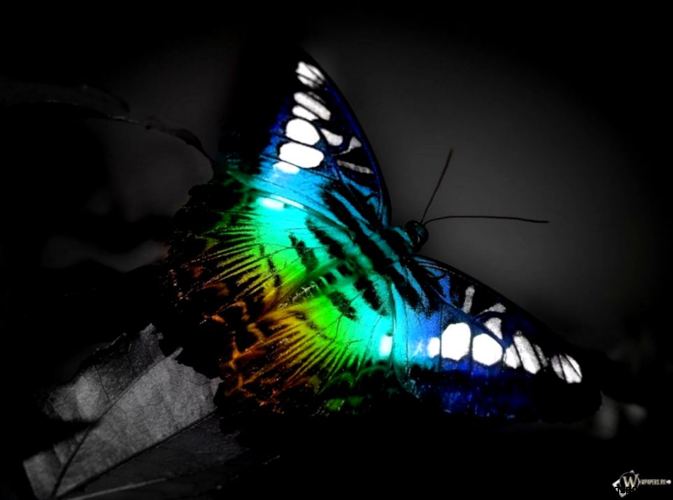 Colorful Butterflies Colorful Butterflies