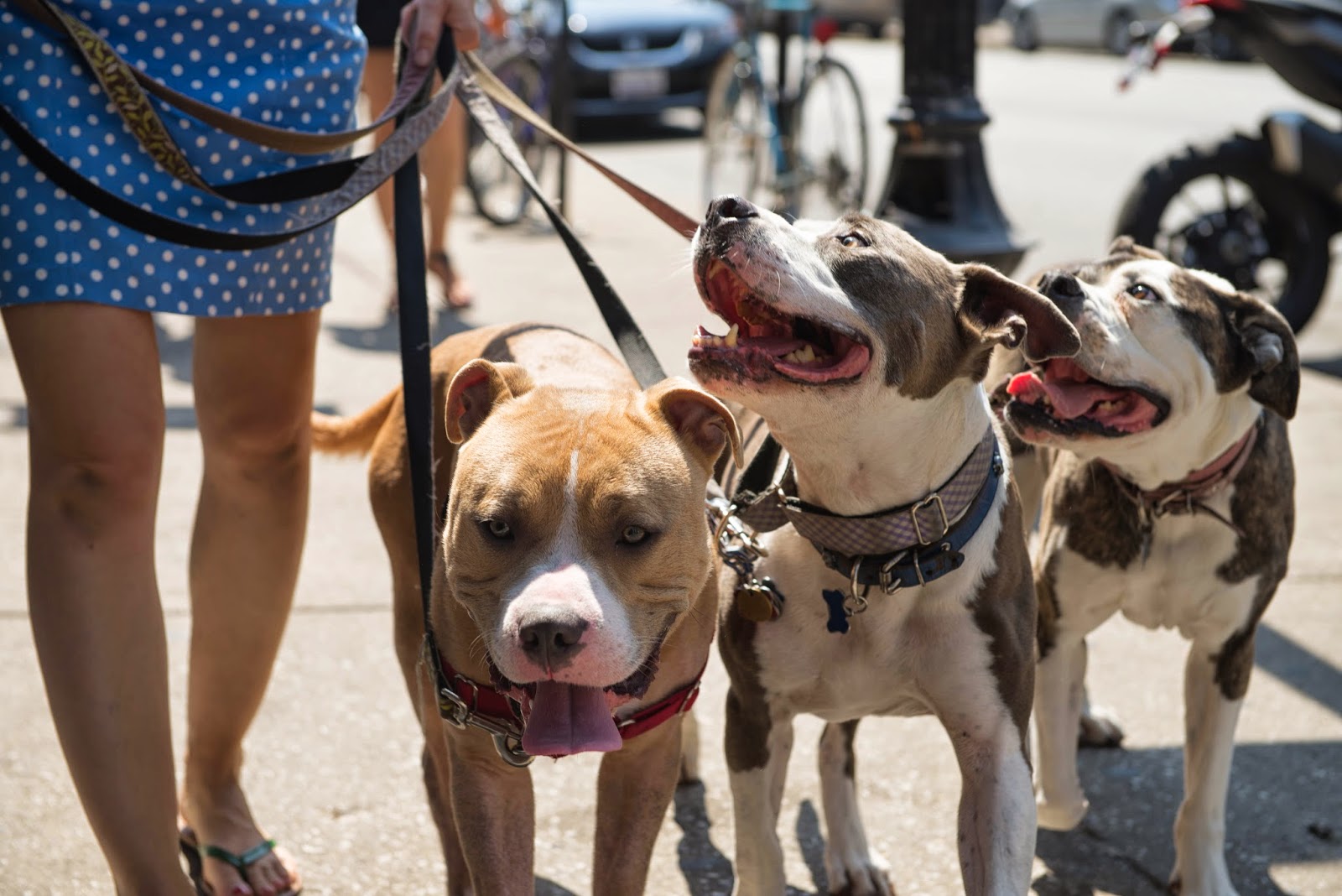 Two Pitties in the City City Dog Learning to Walk Multiple Dogs at