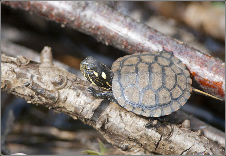 Ontario Birds and Herps Cute baby turtle photos.