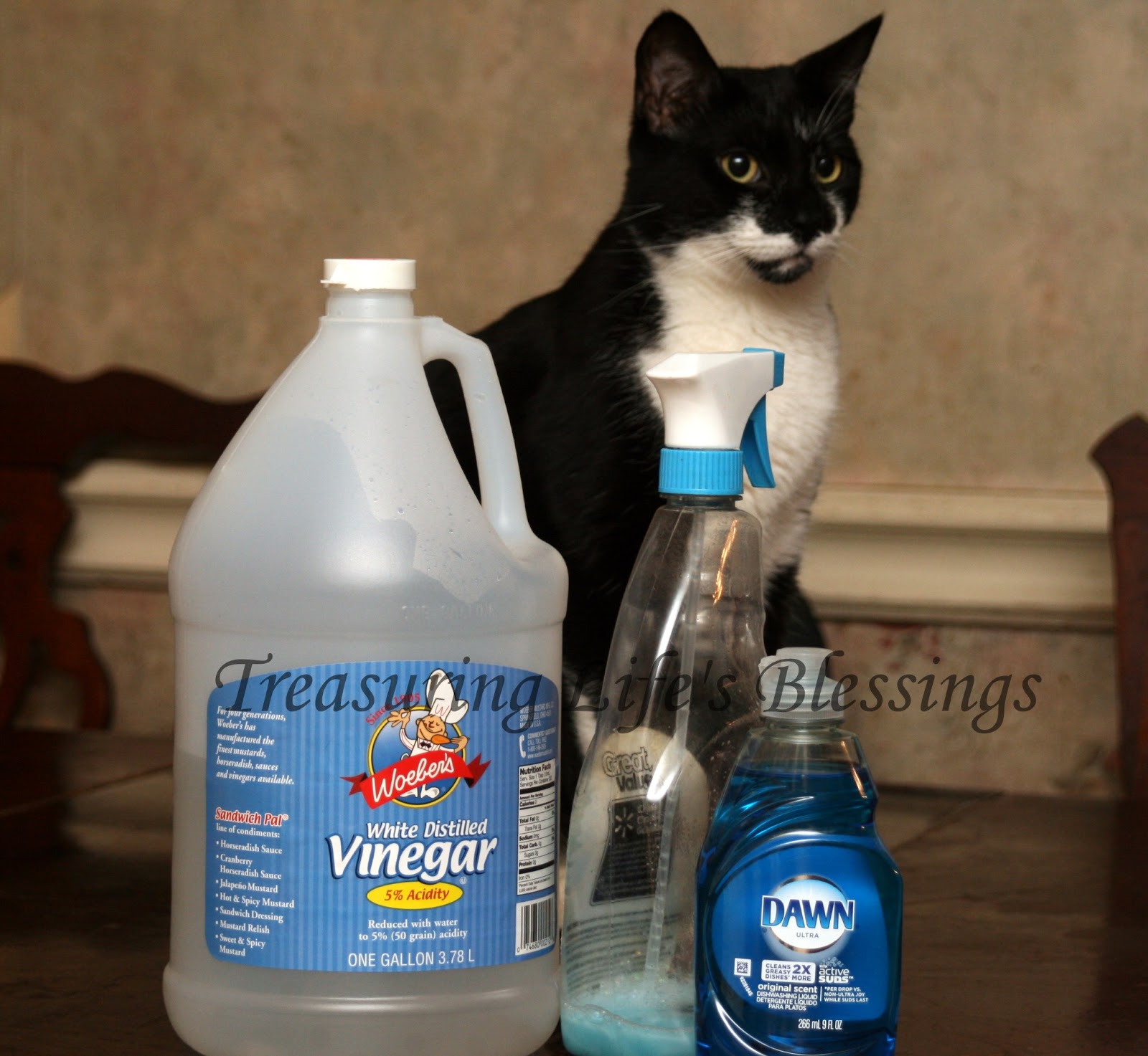 Money Saving Monday Treasuring Life's Blessings