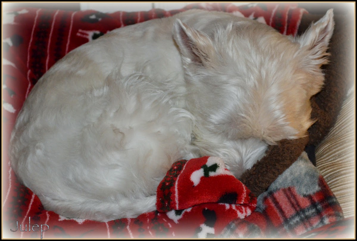 Do Westies Like The Cold at Jeffrey Bell blog